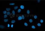 Rat IgG, (H+L) SRM Secondary Antibody in Immunocytochemistry (ICC/IF)