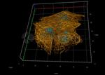 Rat IgG, (H+L) SRM Secondary Antibody in Immunocytochemistry (ICC/IF)