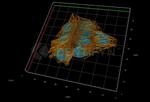 Rat IgG, (H+L) SRM Secondary Antibody in Immunocytochemistry (ICC/IF)