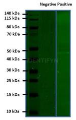 Rat IgG, (H+L) SRM Secondary Antibody in Western Blot (WB)