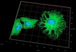 Rat IgG, (H+L) SRM Secondary Antibody in Immunocytochemistry (ICC/IF)