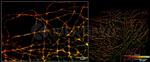 Goat anti-Rat IgG, (H+L) SRM Identifyn™ Secondary Antibody, Alexa Fluor™ 488