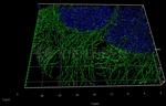 Rat IgG, (H+L) SRM Secondary Antibody in Immunocytochemistry (ICC/IF)