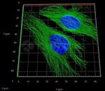 Rat IgG, (H+L) SRM Secondary Antibody in Immunocytochemistry (ICC/IF)