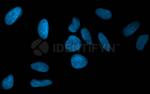 Rat IgG, (H+L) SRM Secondary Antibody in Immunocytochemistry (ICC/IF)