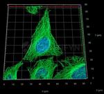 Rat IgG, (H+L) SRM Secondary Antibody in Immunocytochemistry (ICC/IF)