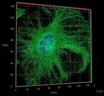 Rat IgG, (H+L) SRM Secondary Antibody in Immunocytochemistry (ICC/IF)