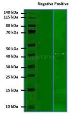 Rat IgG, (H+L) SRM Secondary Antibody in Western Blot (WB)