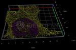 Rat IgG, (H+L) SRM Secondary Antibody in Immunocytochemistry (ICC/IF)
