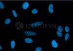 Rat IgG, (H+L) SRM Secondary Antibody in Immunocytochemistry (ICC/IF)