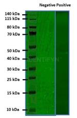 Rat IgG, (H+L) SRM Secondary Antibody in Western Blot (WB)