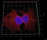 Rat IgG, (H+L) SRM Secondary Antibody in Immunocytochemistry (ICC/IF)