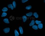 Rat IgG, (H+L) SRM Secondary Antibody in Immunocytochemistry (ICC/IF)