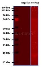 Rat IgG, (H+L) SRM Secondary Antibody in Western Blot (WB)