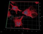 Rat IgG, (H+L) SRM Secondary Antibody in Immunocytochemistry (ICC/IF)