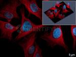 Rat IgG, (H+L) SRM Secondary Antibody in Immunocytochemistry (ICC/IF)