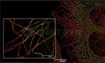 Goat anti-Rat IgG, (H+L) SRM Identifyn™ Secondary Antibody, Alexa Fluor™ 647
