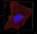 Rat IgG, (H+L) SRM Secondary Antibody in Immunocytochemistry (ICC/IF)