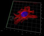 Rat IgG, (H+L) SRM Secondary Antibody in Immunocytochemistry (ICC/IF)