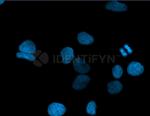 Rat IgG, (H+L) SRM Secondary Antibody in Immunocytochemistry (ICC/IF)