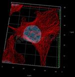 Rat IgG, (H+L) SRM Secondary Antibody in Immunocytochemistry (ICC/IF)