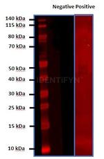 Rat IgG, (H+L) SRM Secondary Antibody in Western Blot (WB)