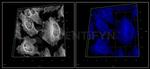 Rat IgG, (H+L) SRM Secondary Antibody in Immunocytochemistry (ICC/IF)