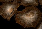 Rat IgG, (H+L) SRM Secondary Antibody in Immunocytochemistry (ICC/IF)