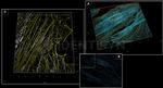 Rat IgG, (H+L) SRM Secondary Antibody in Immunocytochemistry (ICC/IF)