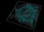 Rat IgG, (H+L) SRM Secondary Antibody in Immunocytochemistry (ICC/IF)