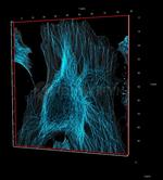 Rat IgG, (H+L) SRM Secondary Antibody in Immunocytochemistry (ICC/IF)