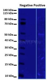 Rat IgG, (H+L) SRM Secondary Antibody in Western Blot (WB)