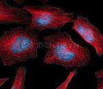 Rat IgG, (H+L) SRM Secondary Antibody in Immunocytochemistry (ICC/IF)