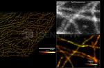 Rat IgG, (H+L) SRM Secondary Antibody in Immunocytochemistry (ICC/IF)