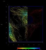 Rat IgG, (H+L) SRM Secondary Antibody in Immunocytochemistry (ICC/IF)