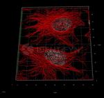 Rat IgG, (H+L) SRM Secondary Antibody in Immunocytochemistry (ICC/IF)