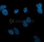 Rat IgG, (H+L) SRM Secondary Antibody in Immunocytochemistry (ICC/IF)