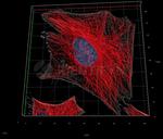 Rat IgG, (H+L) SRM Secondary Antibody in Immunocytochemistry (ICC/IF)
