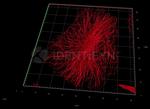 Rat IgG, (H+L) SRM Secondary Antibody in Immunocytochemistry (ICC/IF)