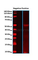 Rat IgG, (H+L) SRM Secondary Antibody in Western Blot (WB)