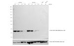 Mouse IgG (H+L) Cross-Adsorbed Secondary Antibody in Western Blot (WB)