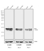 Mouse IgG (H+L) Cross-Adsorbed Secondary Antibody in Western Blot (WB)