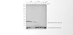 Donkey anti-Rabbit IgG (H+L) Cross-Adsorbed Secondary Antibody, HRP
