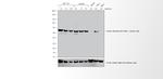Chicken IgY (H+L) Cross-Adsorbed Secondary Antibody in Western Blot (WB)