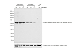 Rat anti-Mouse IgG2a Secondary Antibody, HRP
