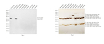 Mouse IgG2a Secondary Antibody in Western Blot (WB)