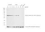 Donkey anti-Chicken IgY (H+L) Secondary Antibody, HRP