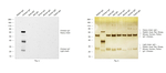 Chicken IgY (H+L) Secondary Antibody in Western Blot (WB)