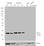 Chicken anti-Mouse IgG (H+L) Secondary Antibody, Biotin