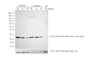 Chicken anti-Mouse IgG (H+L) Secondary Antibody, HRP